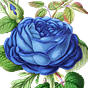 Rose Skye's avatar