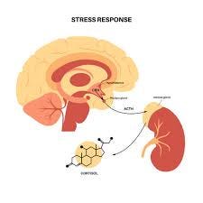 Cortisol – The Stress Hormone – InterPlexus