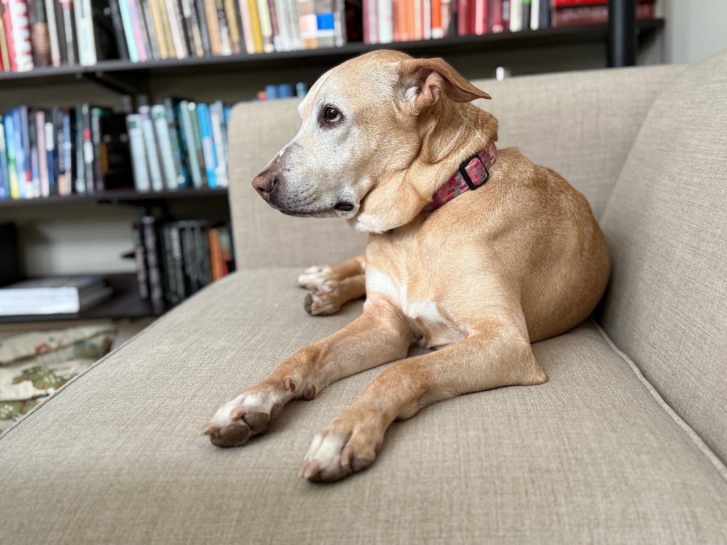 A yellow lab-pit bull mix lounging on a beige couch