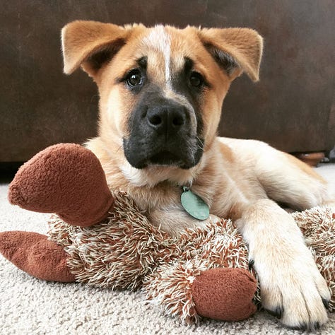 new mexico brown dog Reggie