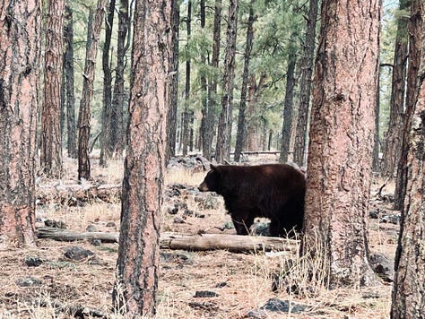 trail. wolves, reindeer, bison, bears