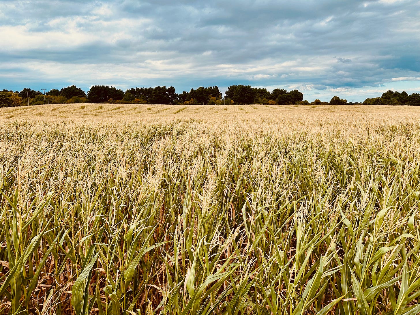 The Suffolk Maize Maze: a field of corn stalks, patterned in the distances with swirling shapes. Beyond the field, the treeline of a forest, a clouded sky
