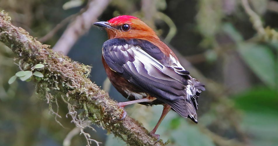 This bird sings with his feathers