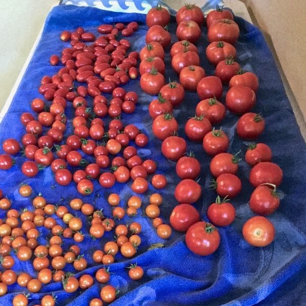 The 2026 Tomato Preview Show! - by Fred Hoffman