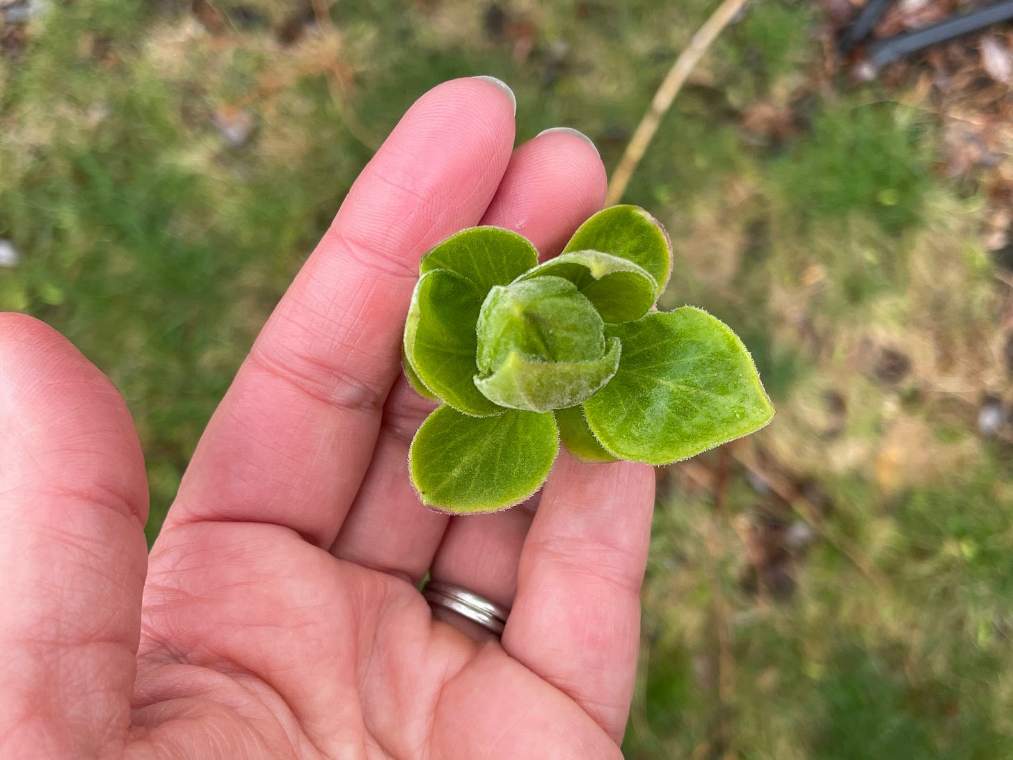 A hand holding a cluster of newly emerged leaves