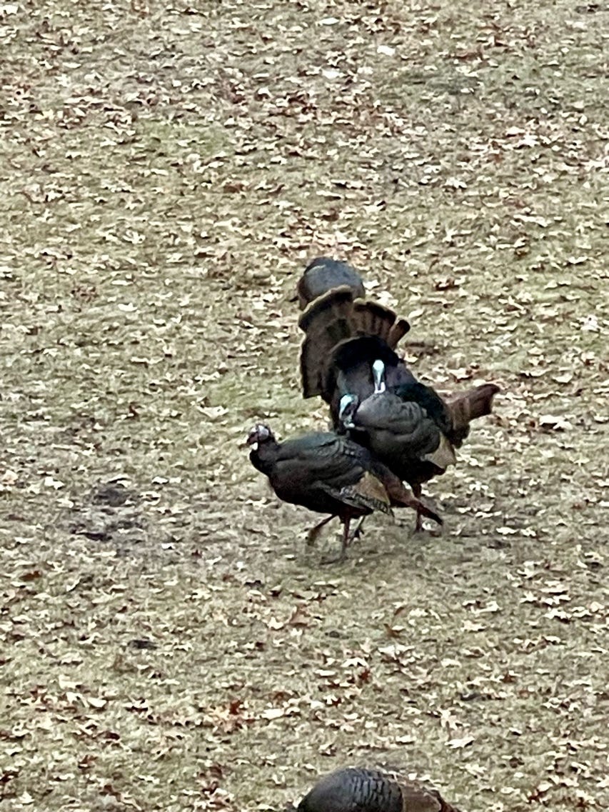 A group of turkeys walking on the ground

Description automatically generated