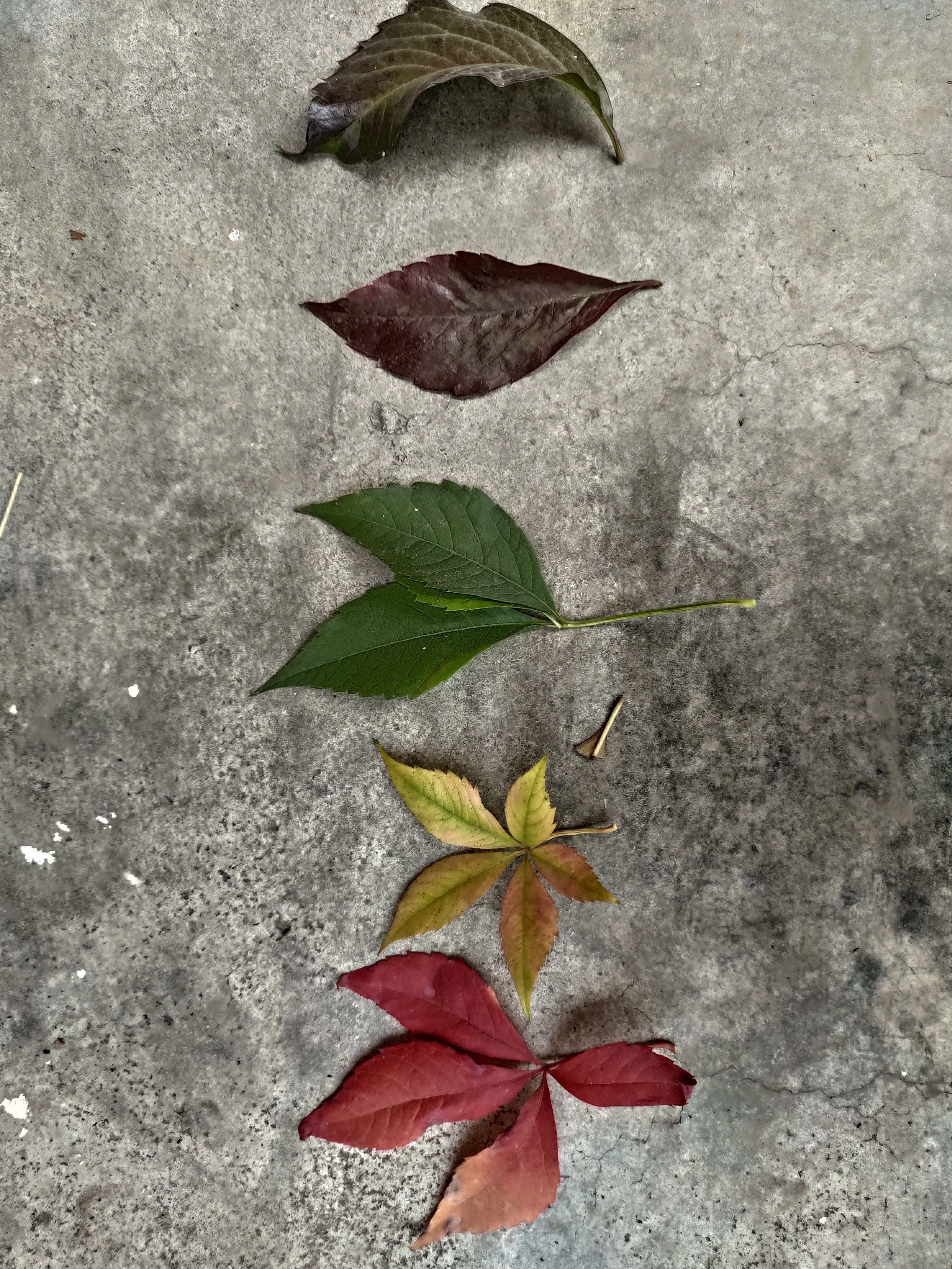 Saniya’s Space\ud83c\udf38