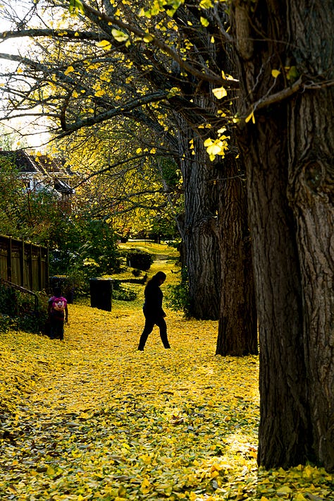 Ginkgo trees in urban settings. Copyright Tom Kimmerer