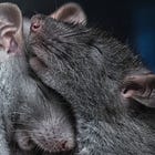 Research Hit: Can Cuddling Improve Your Memory?