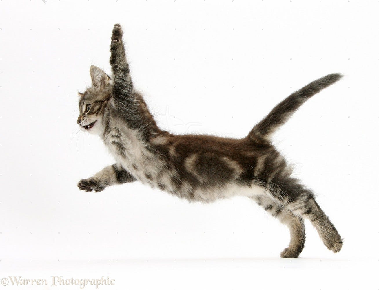 Tabby kitten pouncing photo WP40813 Tabby kitten pouncing photo WP40813