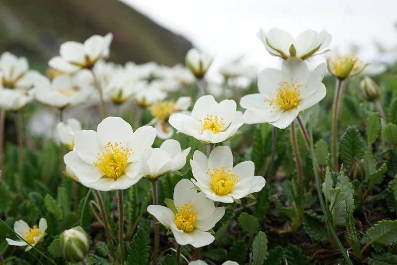 pequeñas flores blancas con un centro amarillo sobre un fondo verde