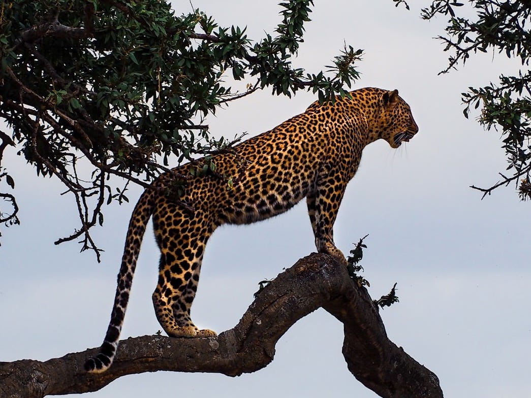 leopard standing on a tree branch