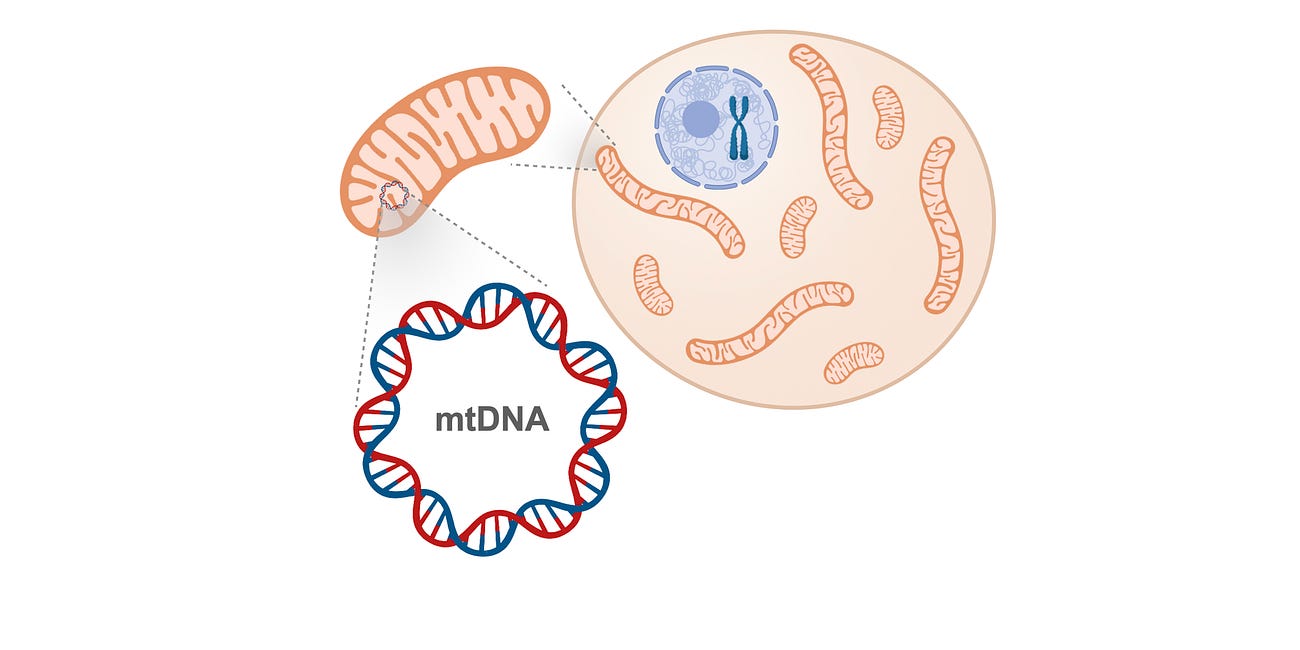 The Rise of Mitochondria