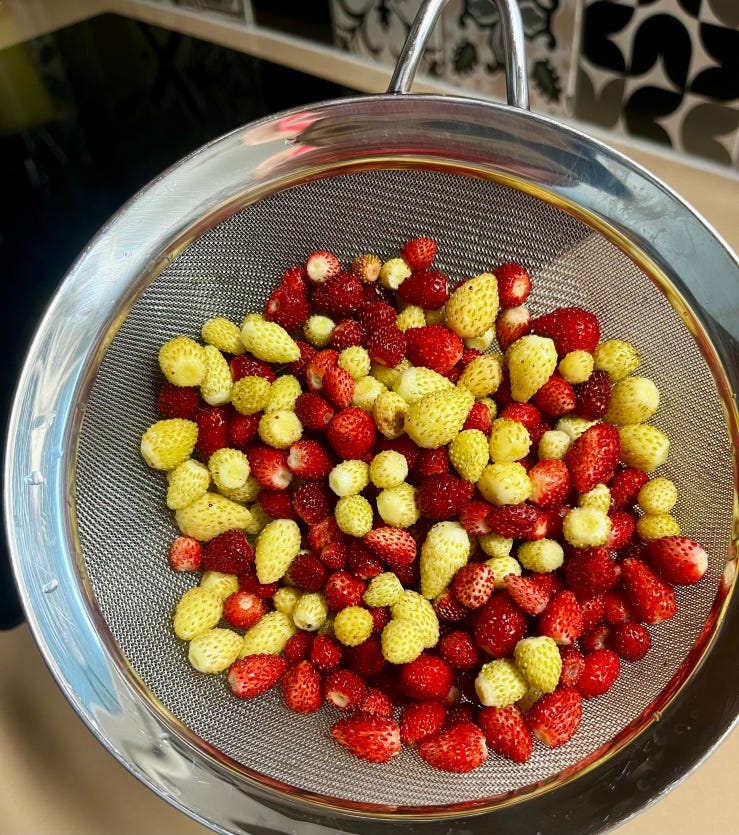 A sieve full of wild, nail-sized strawberries, a mix of red and white berries. A sieve full of wild, nail-sized strawberries, a mix of red and white berries.