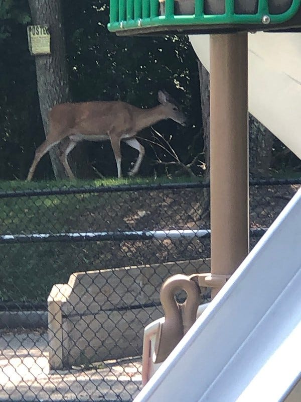 Deer walks next to the Posted No Hunting sign.