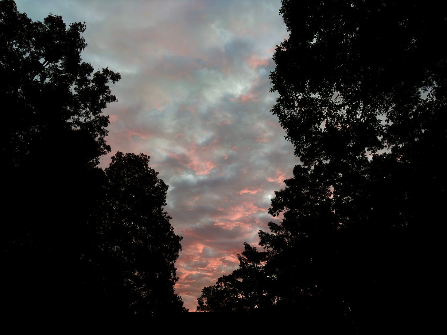 Pink-tinged clouds at dawn seen through the silhouettes of two tree canopies 