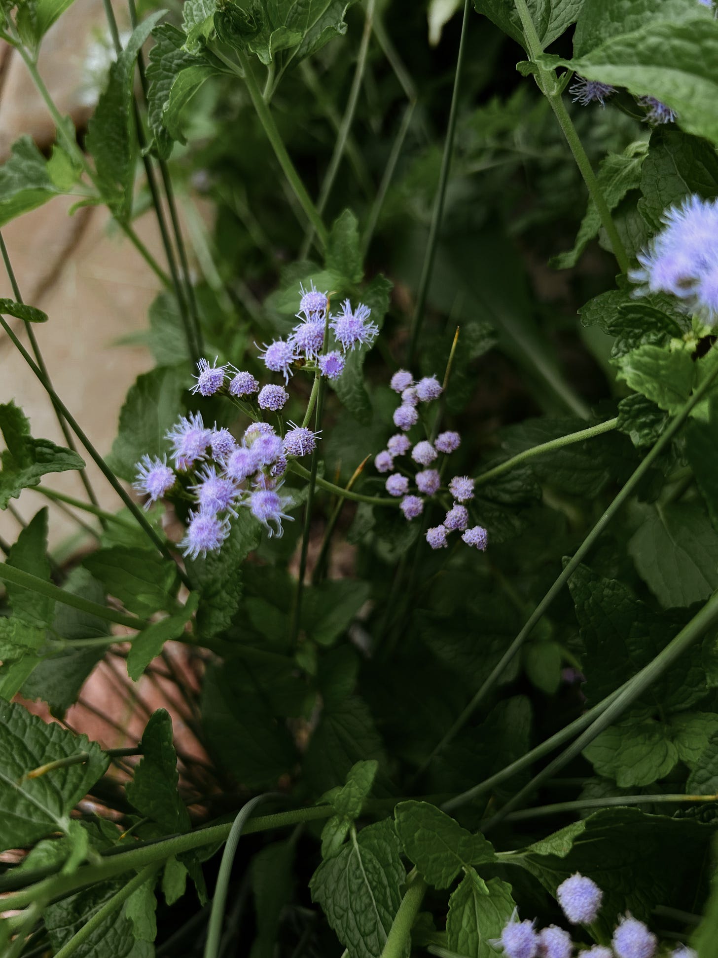 Native Blue Mistflower Native Blue Mistflower