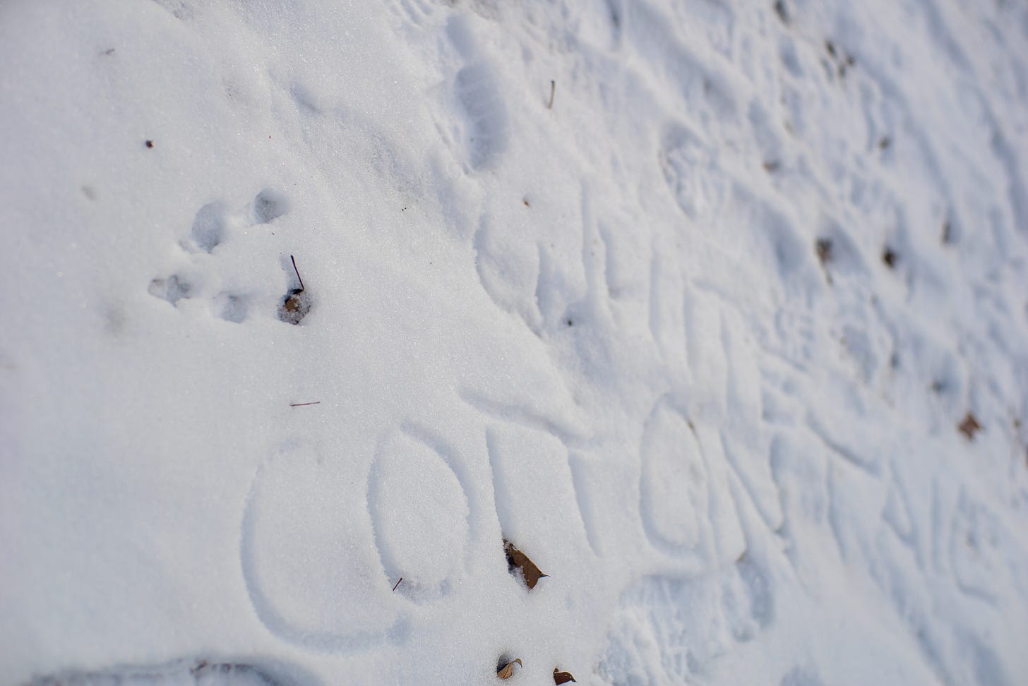 Bunny tracks and writing in the snow reads: "White Cottontail"