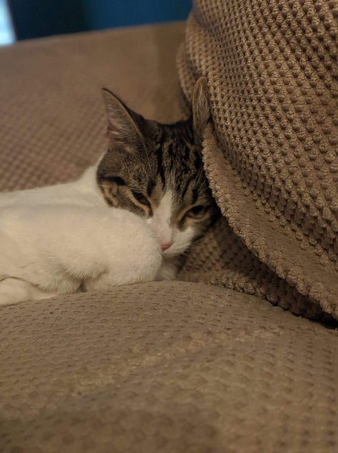 1: white rabbit looks expectantly at camera. 2: a pic of whit rabbits sit invade each other's personal space sitting on a doormat. 3: a sleepy cat with his paw over his face. 4: a tiny cat with big brown eyes looks up at the camera. 5: Snowball the cat sits at a table next to a goblet. 6: a big ginger cat with green eyes is very close to the camera, it looks like a selfie.