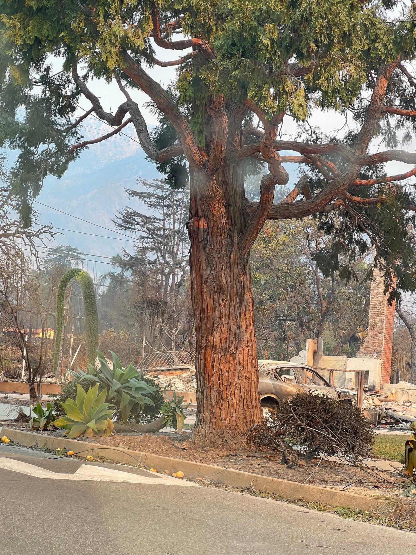 A tree stands among debris and wreckage from fires, January 2025; c. Corey Clayton
