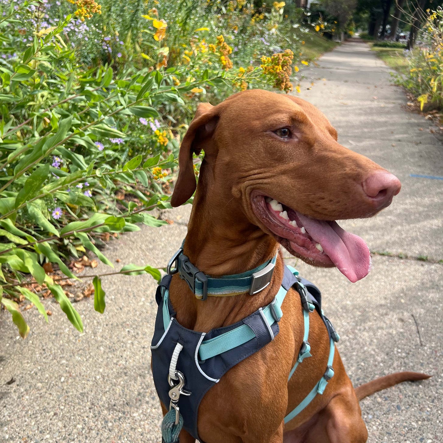 Lief, the one-eyed visla, smiles handsomely at the camera as he goes on a walk. 