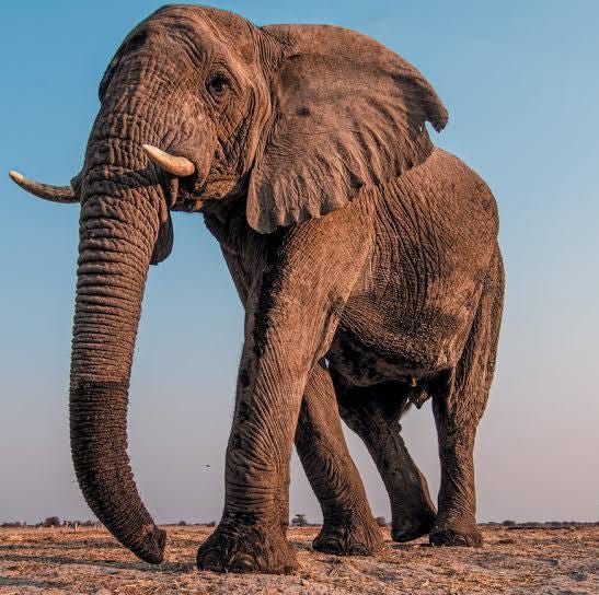 Image of Male African Elephants Were Once Thought to Be Solitary—New Research Reveals They Have Complex Social Networks | Scientific American Image of Male African Elephants Were Once Thought to Be Solitary—New Research Reveals They Have Complex Social Networks | Scientific American
