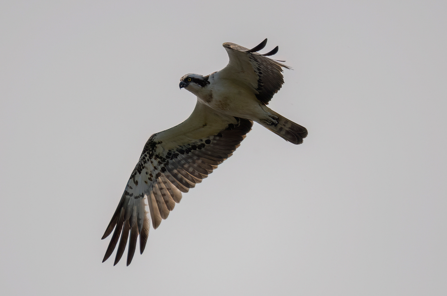 Photo of an osprey in flight looking down at the photographer
