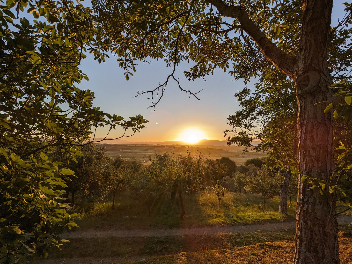 Golden sunset over a scenic countryside landscape, framed by the branches of a tree with soft sunlight filtering through, casting long shadows on the rolling hills.