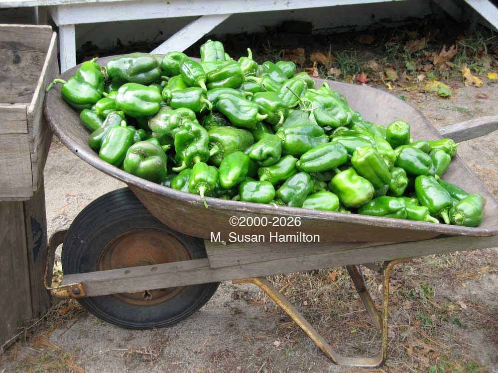 Wheelbarrel of Green Peppers
