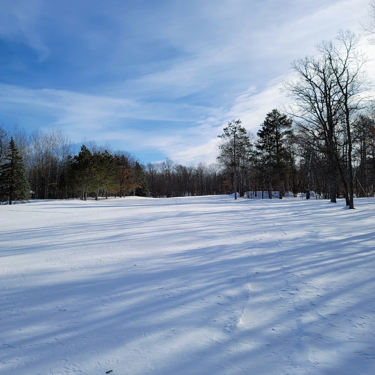 Snow and trees along the 8th fairway