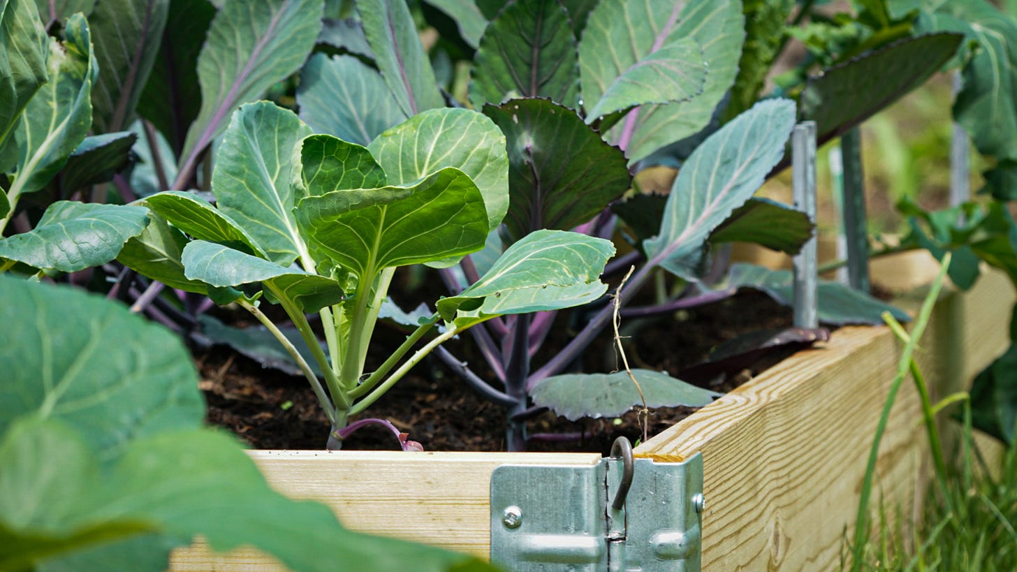A photograph of newly planted cabbages