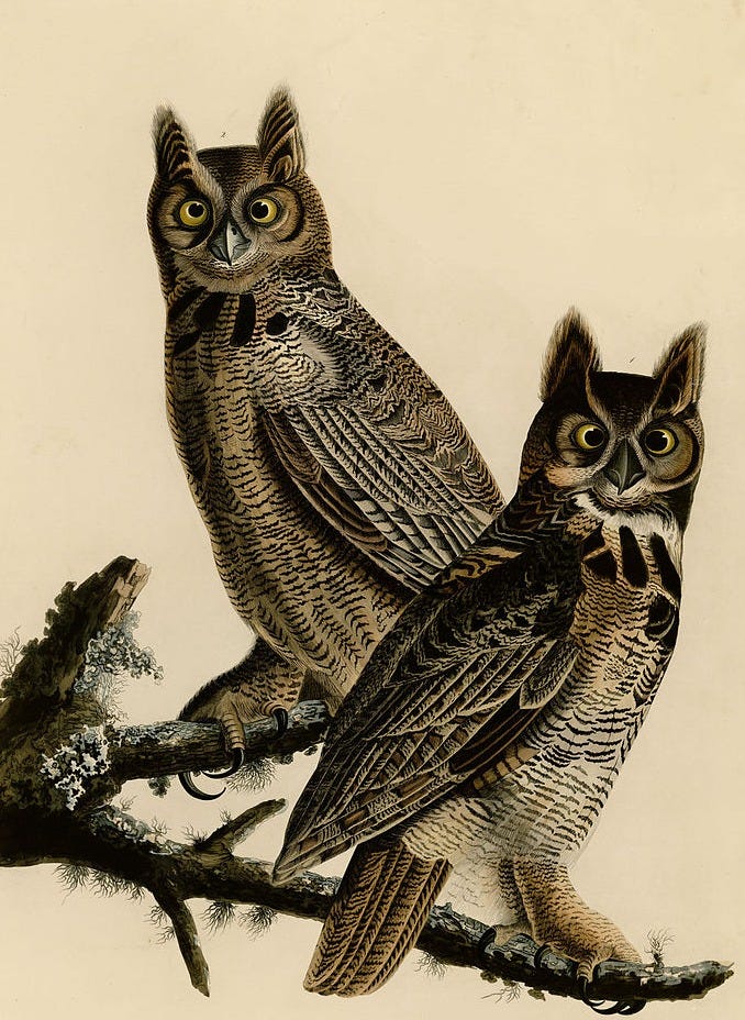 Great horned owl (Bubo virginianus)