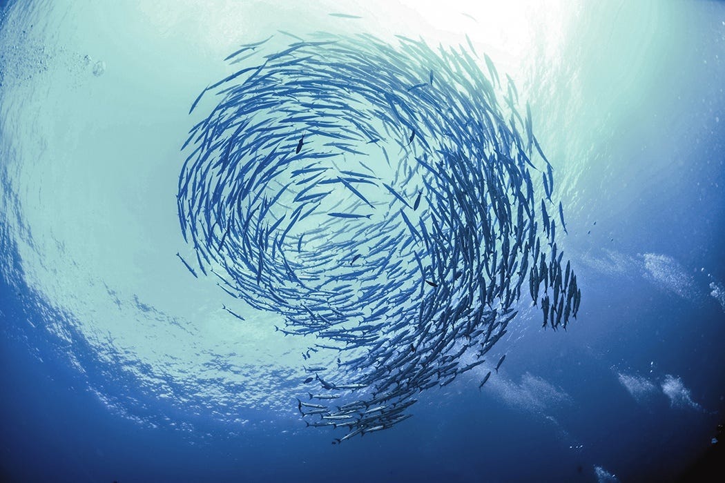 7 Characteristics of complex systems | by Sonja Blignaut | Medium