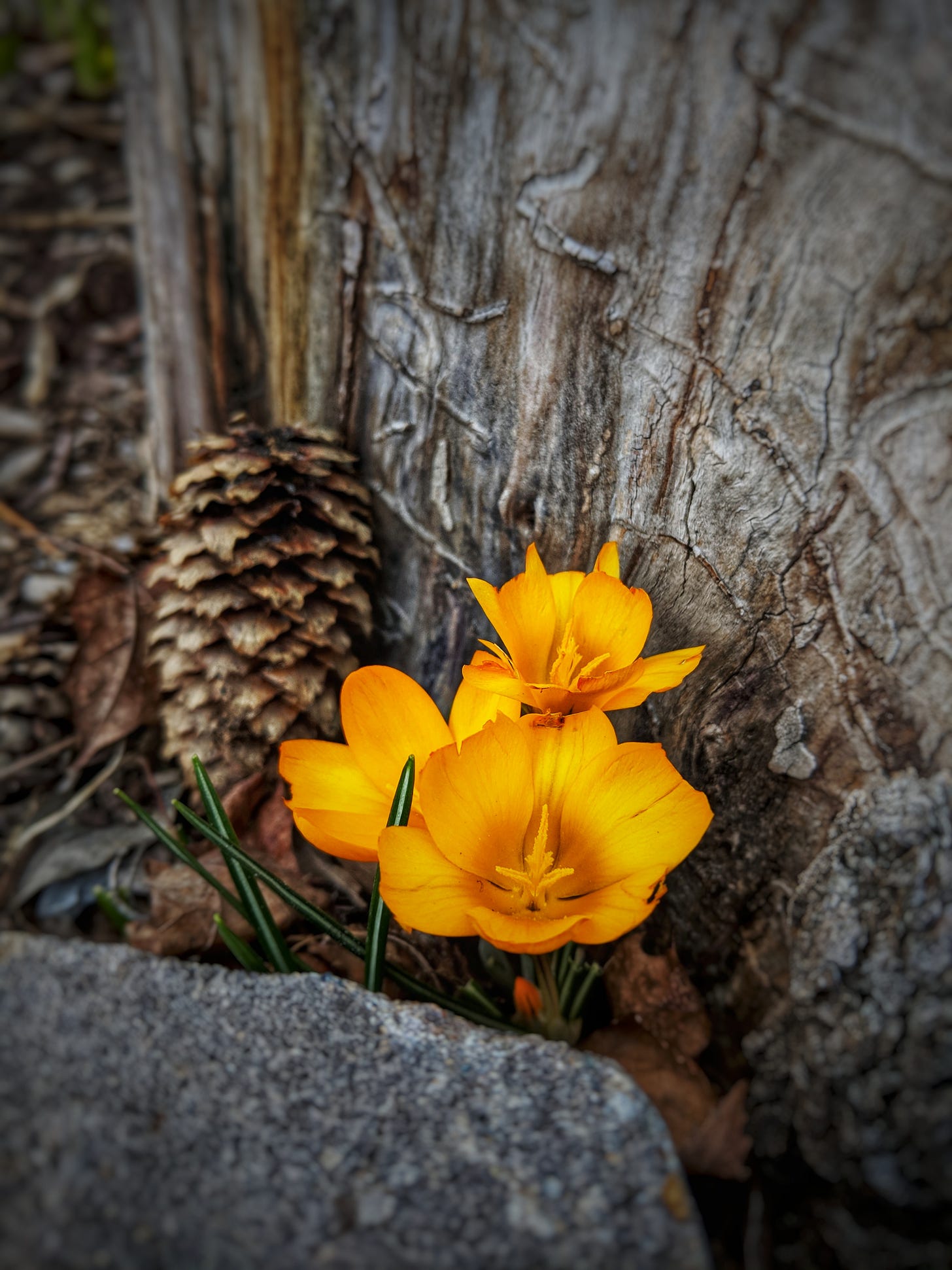 First Flowers