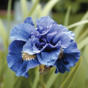 Iris Sibirica Concord Crush_Supp Walter Blom