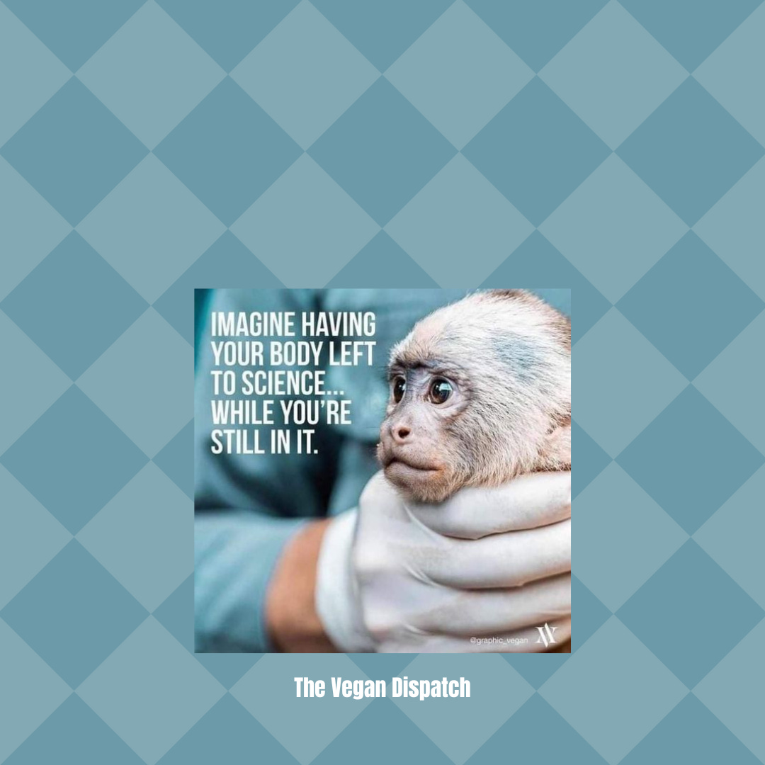 The cessation of animal testing and experimentation is imperative as it exploits sentient creatures, causing them distress and stripping them of autonomy. Ethical substitutes are available, making these practices obsolete and indefensible due to their neglect of animal rights and welfare. The cessation of animal testing and experimentation is imperative as it exploits sentient creatures, causing them distress and stripping them of autonomy. Ethical substitutes are available, making these practices obsolete and indefensible due to their neglect of animal rights and welfare.