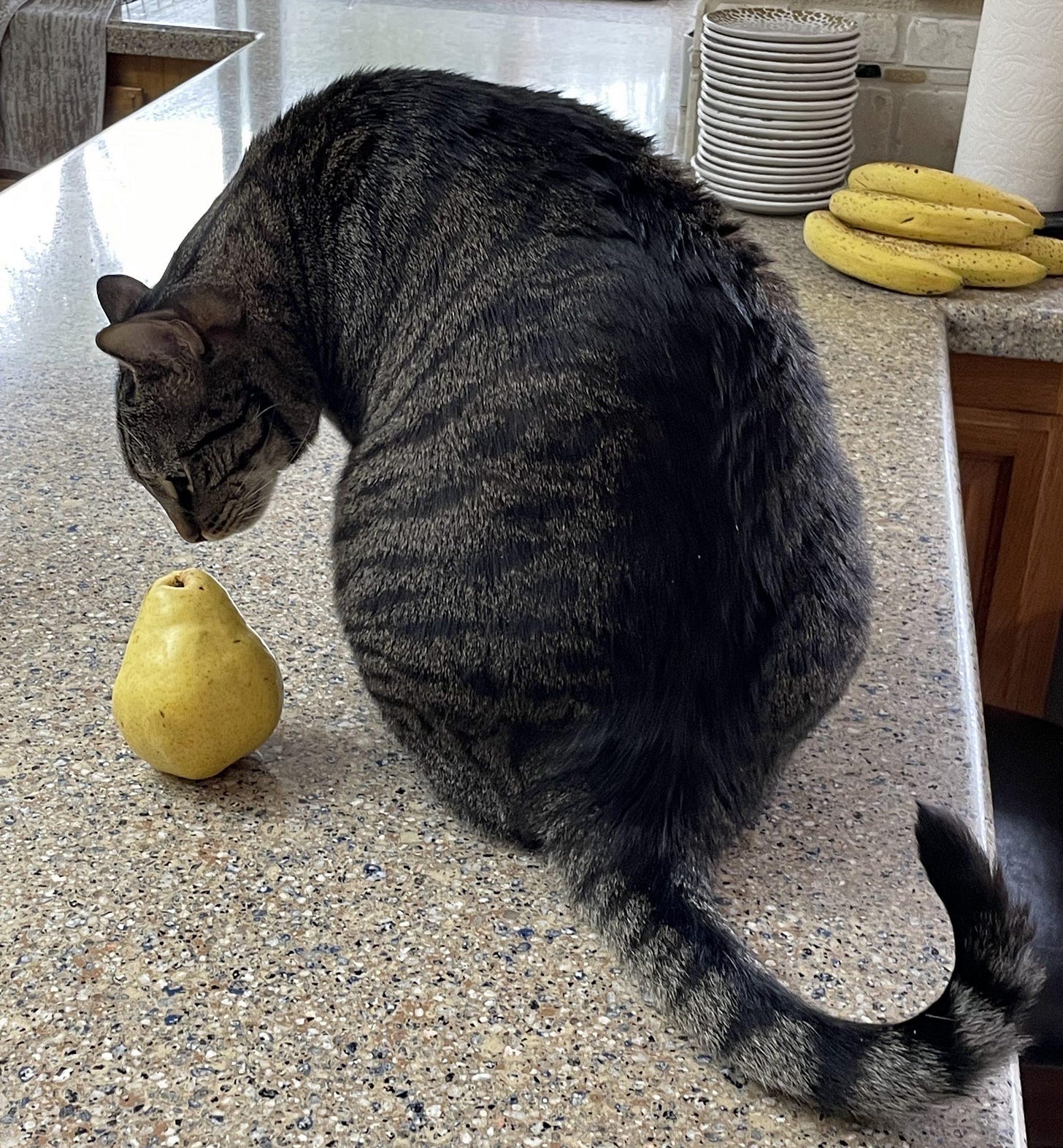 cat and a pear cat and a pear