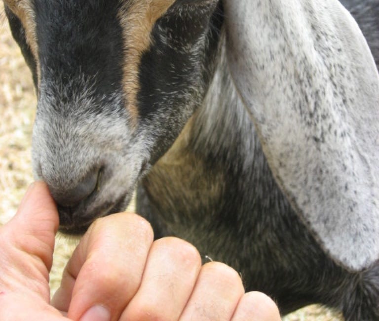 back to basics - local food, the arivaca coop model