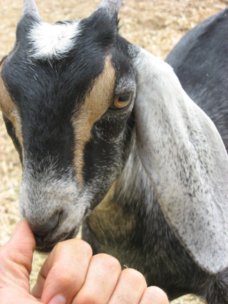 back to basics - local food, the arivaca coop model back to basics - local food, the arivaca coop model