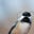 Birb Bernanke's avatar