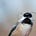 Birb Bernanke's avatar