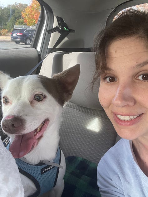 A collection of photos of Bosley, a chihuahua cattle dog mix, solo, with Roxy, a husky chihuahua mix, and with Allison