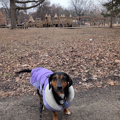 Hound mix dog in purple winter coat stands in front of park statues