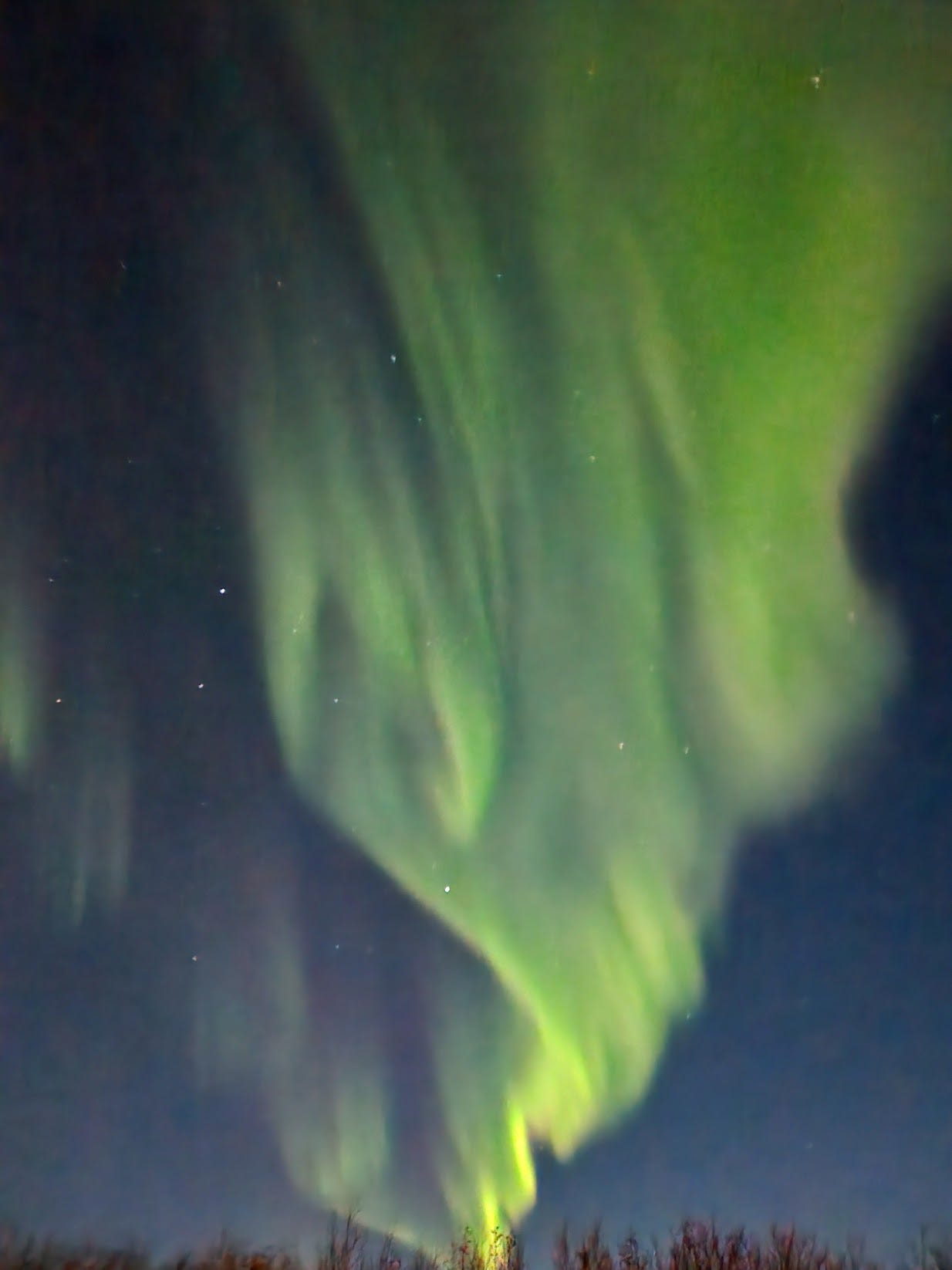 Green aurora rising like fire from the treeline in the clear night sky