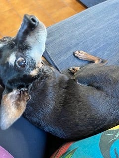 A Small Dog Named Paco