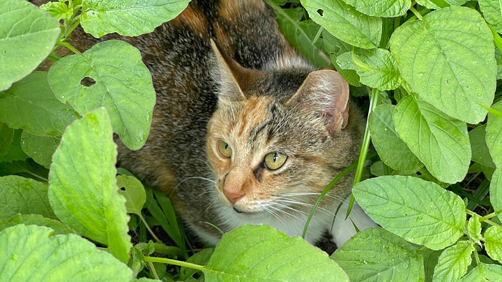 cute cat pictures