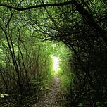 A Wild Green Heart 