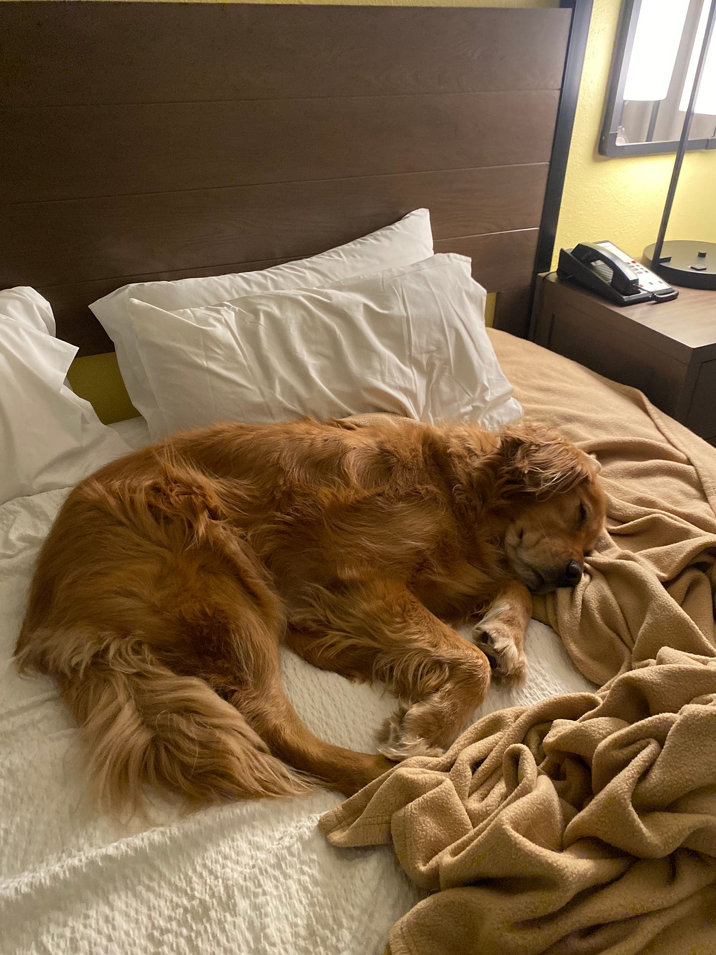 Scout, a golden retriever curled up on a hotel bed. 