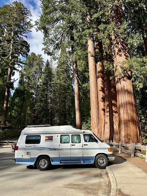 Photos of giant sequoia trees