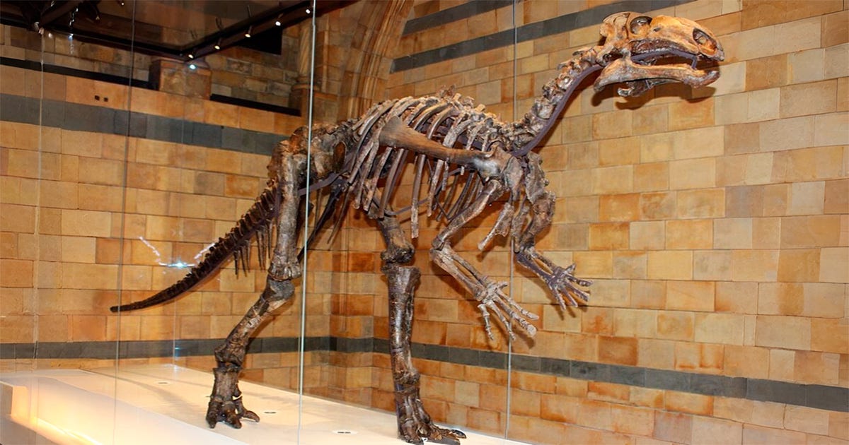 Esqueleto de Mantellisaurus atherfieldensis montado em posição quadrúpede, com a cauda longa estendida para trás, costelas aparentes e pescoço alongado, que sustenta um crânio com a boca entreaberta. Os ossos, em tons de marrom, estão expostos em uma vitrine de muse Esqueleto de Mantellisaurus atherfieldensis montado em posição quadrúpede, com a cauda longa estendida para trás, costelas aparentes e pescoço alongado, que sustenta um crânio com a boca entreaberta. Os ossos, em tons de marrom, estão expostos em uma vitrine de muse